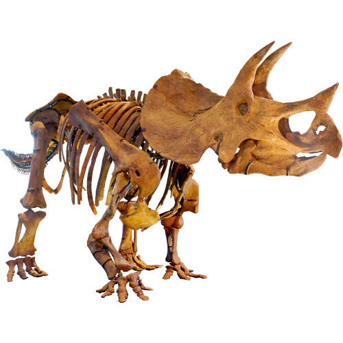 Triceratops Skeleton Jurassic