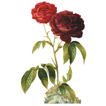 Rose with Thorns Leaves Valentines Day - $34.99