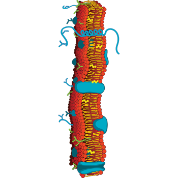 Cell Membrane 90 inch TALL - $54.99