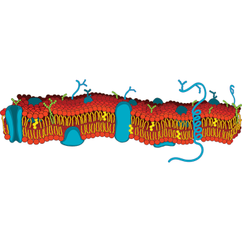 Cell Membrane 90 inch WIDE - $54.99