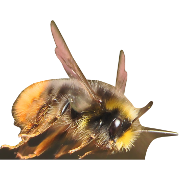 Bumblebee - $53.99