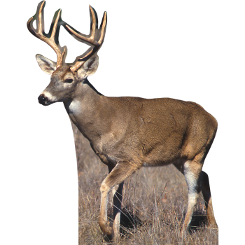 White Tail Buck Deer 2 Hunting Outdoors - $53.99