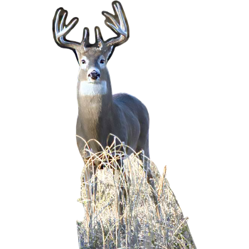 White Tail Buck Deer Hunting Outdoors - $53.99
