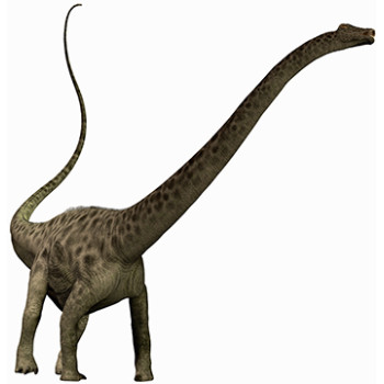 Diplodocus Dinosaur Cardboard Cutout