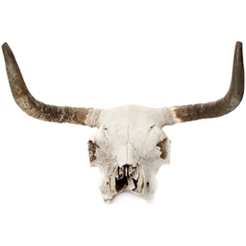 Cow Skull Cardboard Cutout -$39.95