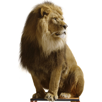 Lion Cardboard Cutout -$53.99