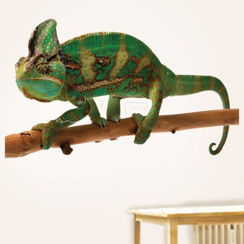 Reptile Wall Decals